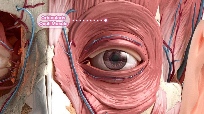 browlift musc 01 mo