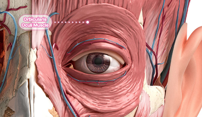 browlift musc 01 pc