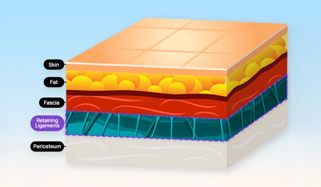 Skin Layer Anatomy